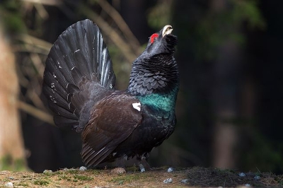 Balzende Auerhähne werden gezählt