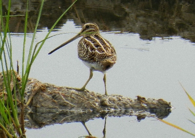 Bekassine (Bild: LJV)