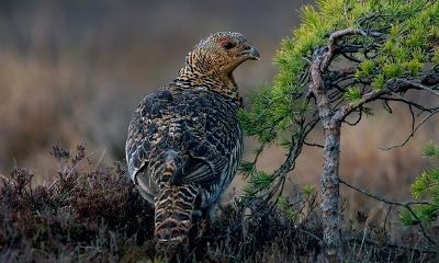 Die Auerhenne hat als Bodenbrüter oberseits eine ausgeprägte Tranfärbung