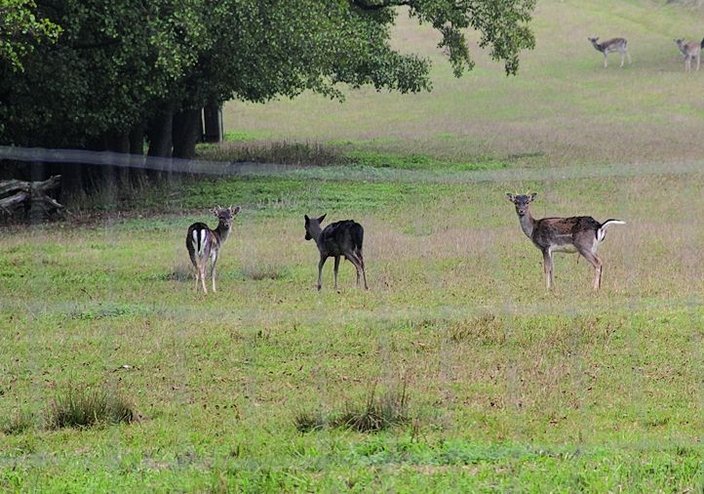 Damwild im Gehege (Bild: Armin Liese, LJV)